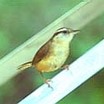 Carolina Wren